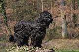 BRIARD 090